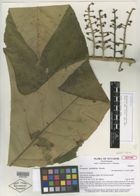 Isotype of Oreopanax grandifolius Borchs. [family ARALIACEAE]
