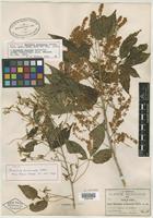 Isotype of Thouinia acuminata S. Watson [family SAPINDACEAE]