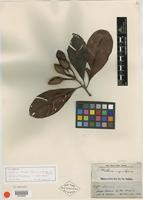 Isotype of Wallacea insignis Spruce ex Benth. & Hook. f. [family OCHNACEAE]