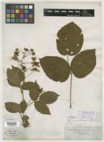 Type of Rubus allegheniensis Porter [family ROSACEAE]