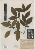 Type? of Photinia amphidoxa var. amphileia (C. K. Schneid.) Hand.-Mazz. [family ROSACEAE]