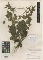 Isotype of Geum aleppicum var. cuneatum Jacq. [family ROSACEAE]
