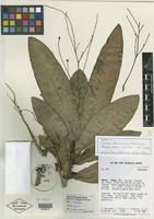 Isotype of Lecosia formicarum Pedersen [family AMARANTHACEAE]