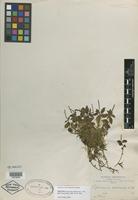 Isotype of Peperomia nudicaulis C. DC. [family PIPERACEAE]
