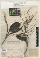 Isotype of Talisia squarrosa Radlk. [family SAPINDACEAE]