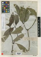 Type of Psychotria adenophylla Wall. [family RUBIACEAE]
