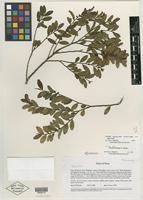 Isotype of Freziera campanulata A. L. Weitzman [family THEACEAE]