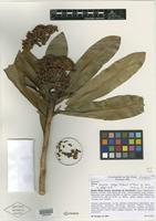 Isotype of Hortia oreadica Groppo, Kallunki & Pirani [family RUTACEAE]