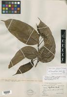 Isotype of Cordia protracta I. M. Johnst. [family BORAGINACEAE]