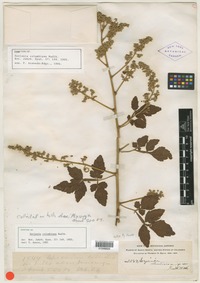 Syntype of Serjania columbiana Radlk. [family SAPINDACEAE]
