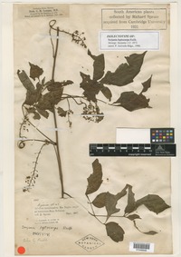 Filed as Serjania leptocarpa Radlk. [family SAPINDACEAE]