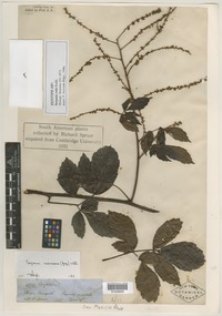 Syntype of Serjania rufa Radlk. [family SAPINDACEAE]