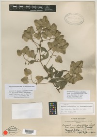 Syntype of Serjania confertiflora var. dasycephala Radlk. [family SAPINDACEAE]