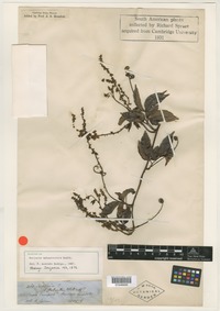 Syntype of Serjania sphaerococca Radlk. [family SAPINDACEAE]