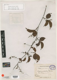 Syntype of Serjania piscatoria Radlk. [family SAPINDACEAE]