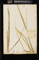 Filed as Spartina alterniflora Loisel. [family POACEAE]