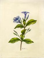 Ruellia tuberosa