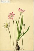 Atamosco rosea