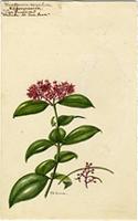 Forsteronia corymbosa