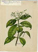 Tabernaemontana oppositifolia