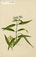 Asclepias nivea