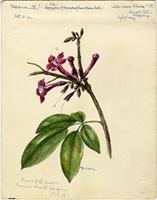 Tabebuia