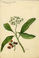 Bourreria succulenta