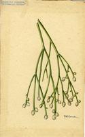 Rhipsalis cassutha