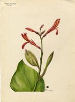 Canna pertusa