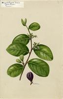 Chrysobalanus icaco