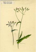 Emilia sonchifolia