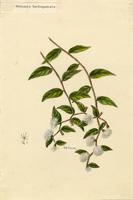 Vernonia borinquensis