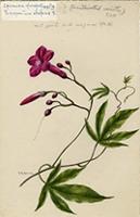 Ipomoea horsfalliae