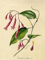 Exogonium keeneri