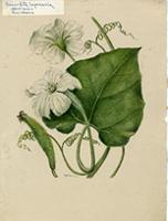 Cucurbita lagenaria