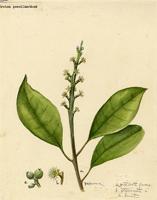 Croton poecilanthus