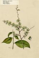 Casearia decandra