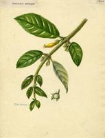 Crantzia ambigua