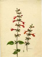 Salvia coccinea