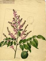 Andira inermis
