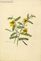 Chamaecrista mirabilis