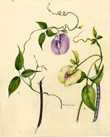 Bradburya virginiana