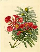 Delonix regia