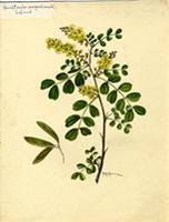 Haematoxylon campechianum