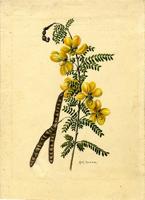 Peiranisia polyphylla