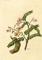 Tamarindus indica