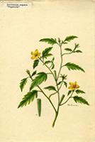 Mentzelia aspera