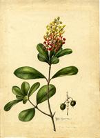 Byrsonima ophiticola