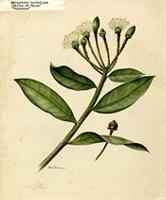 Marcgravia rectiflora