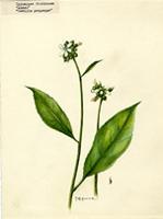 Typhalea fruticosa